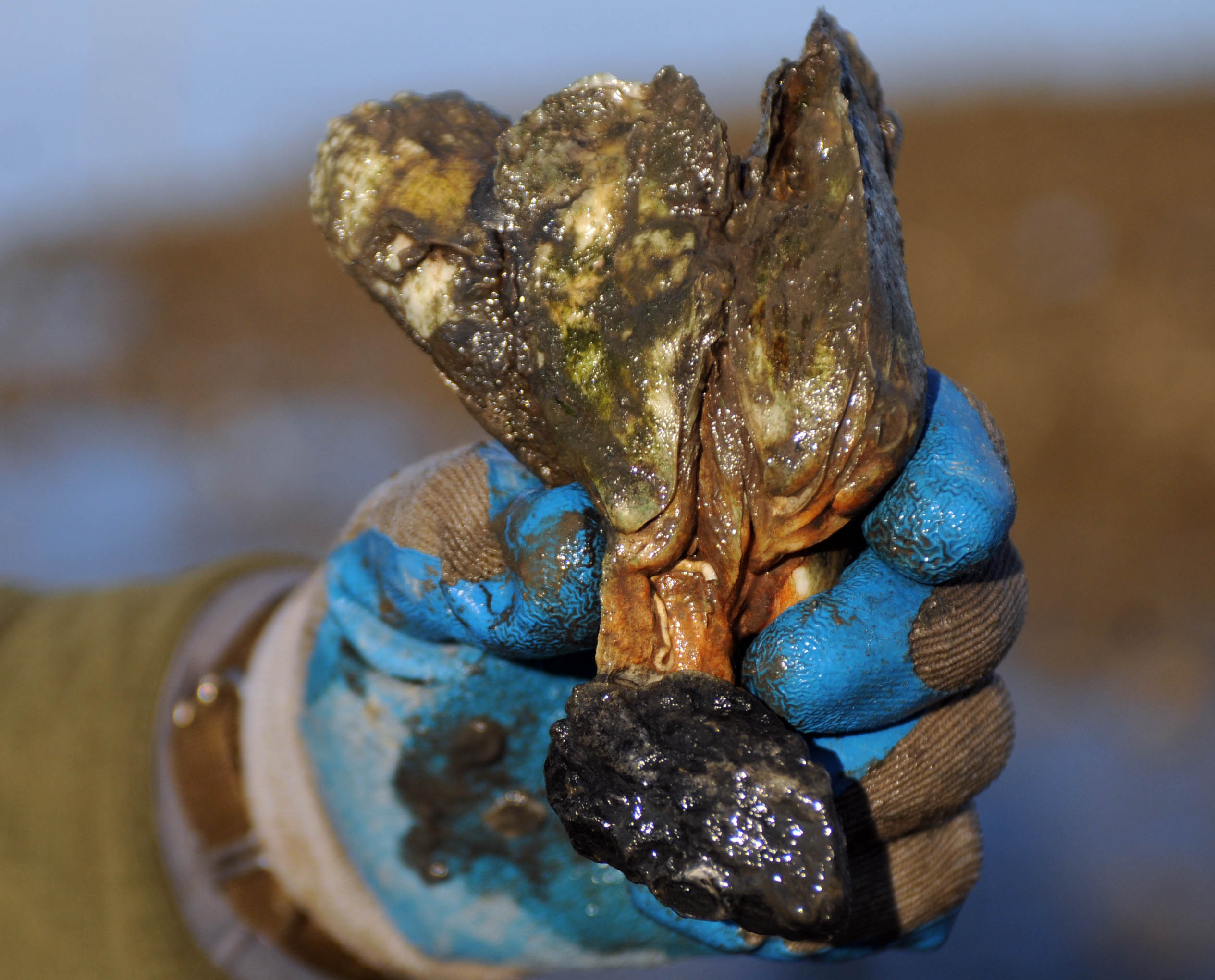 Swan Island Oyster Sanctuary 