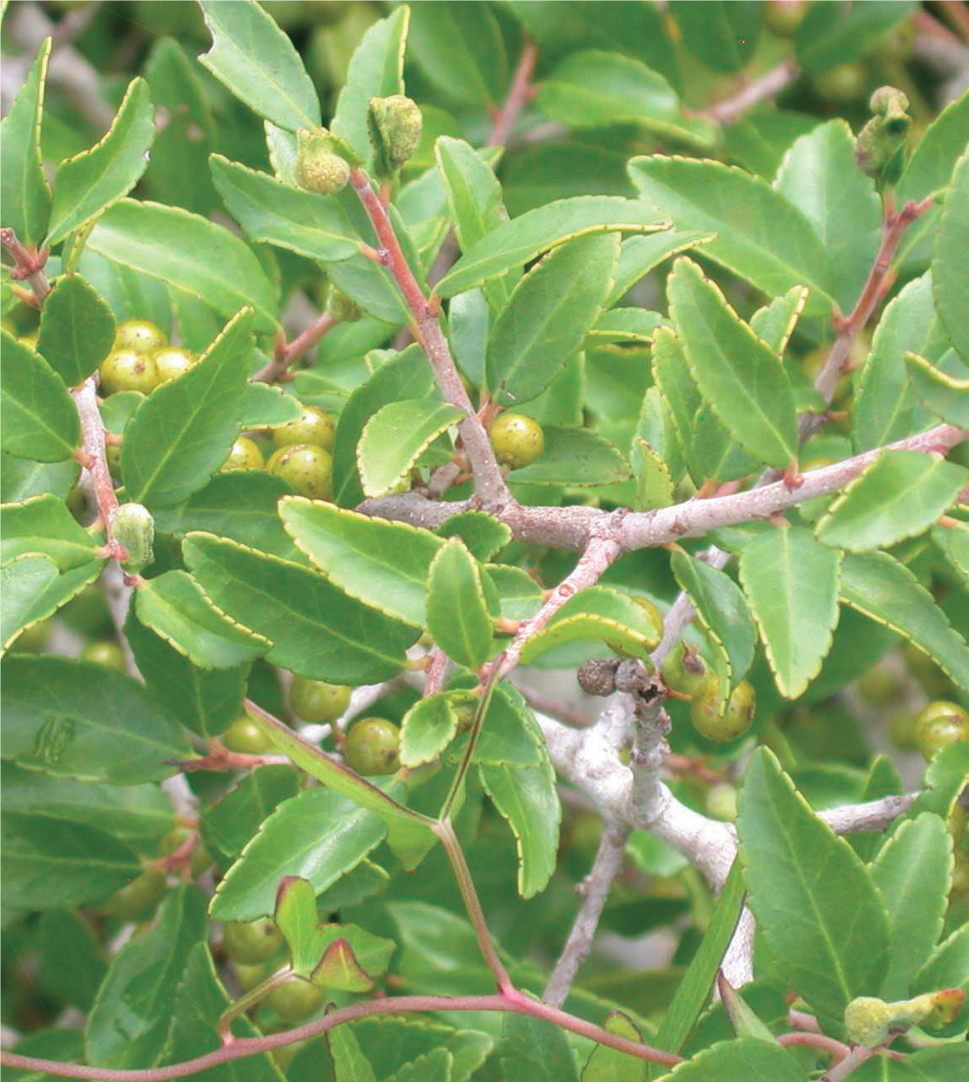 The Bird Island Coastal Reserve | North Carolina Coastal Federation