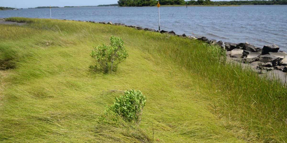 Living Shoreline Permitting in NC Presentation | North Carolina Coastal ...