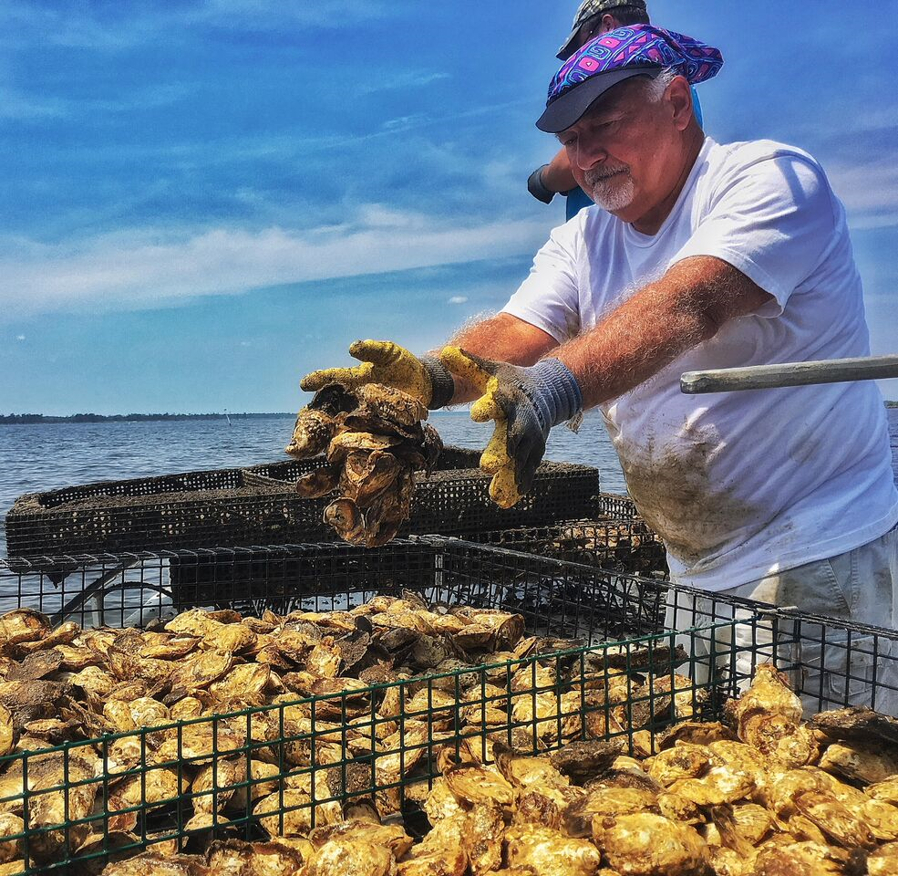 North Carolina oyster growers are back for the 2019 Pelican Awards and ...