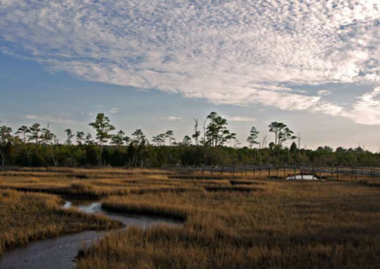 Celebrating Coastal Stewards, Oysters, and Estuaries